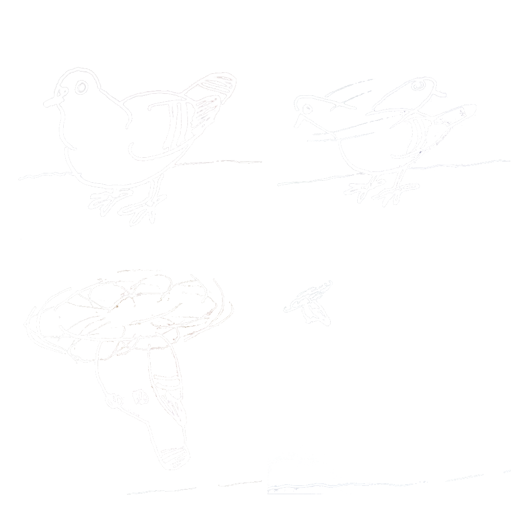 pigeon_glitch.png
